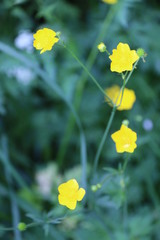 bouton-d'or