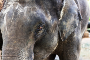 Fototapeta premium Close-up elephant in thailand