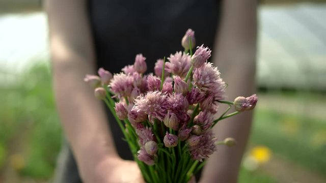 Close up shot of a woman on an organic farm, pushing a bundle of beautiful purple chive flowers towards the camera, into focus