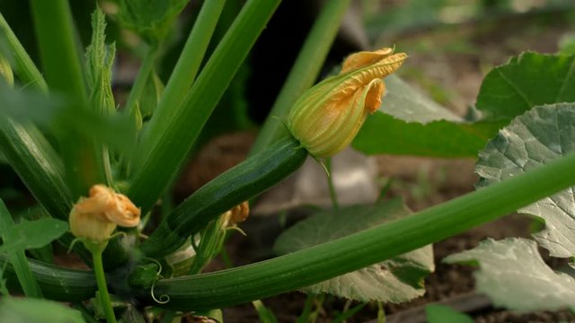 Close up, low shot of gentle female hands cutting a zucchini from the vine with a harvest knife