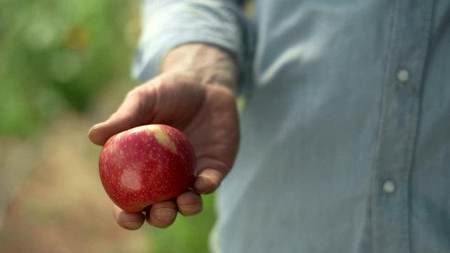 Close up shot of a male hand gently holding an apple and wiping it clean on his shirt