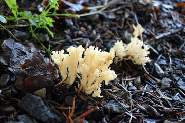 Mushrooms in the autumn forest. Close-up. Selective focus.