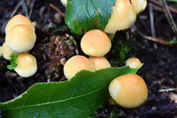 Mushrooms in the autumn forest. Close-up. Selective focus.