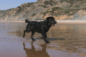 beautiful black labrador walking by the sea shore with reflection on the water. Summertime. Holidays. Pets outdoors. LIfestyle