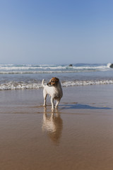 beautiful small dog sitting on the sea shore with reflection on the water. Summertime. Holidays. Pets outdoors. LIfestyle