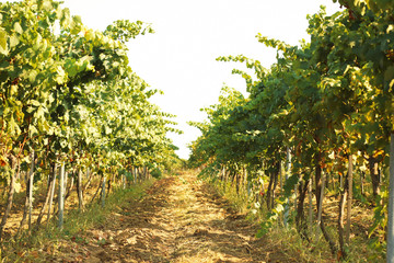 View of vineyard rows with fresh ripe juicy grapes on sunny day