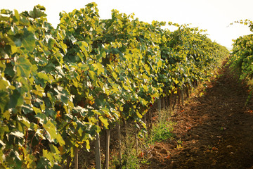 Fototapeta na wymiar View of vineyard rows with fresh ripe juicy grapes on sunny day