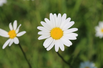 Fototapeta premium Pâquerette