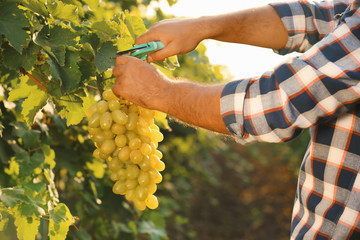 Naklejka na ściany i meble Man cutting bunch of fresh ripe juicy grapes with pruner, closeup