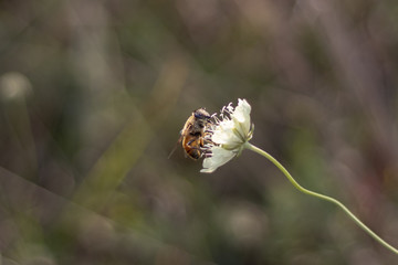Bee on a white flower wallpaper
