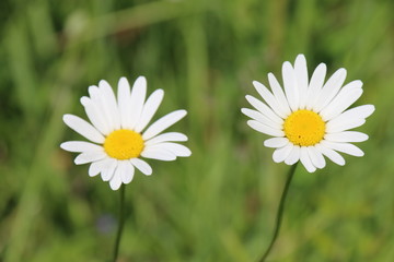 Obraz premium Pâquerettes