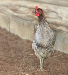 gray hen looking for food in the farm yard. Chickens. Free Range Cock and Hens