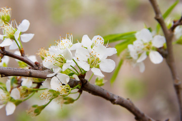 Obraz premium white flowered branch of plum in spring
