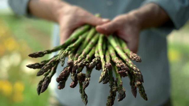 Close up shot of a handful of organic asparagus slowly coming into focus