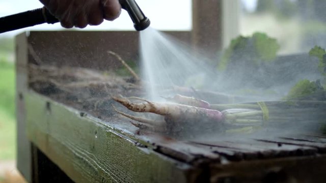 Close up, slow motion shot of muddy radishes being cleaned with a spray hose