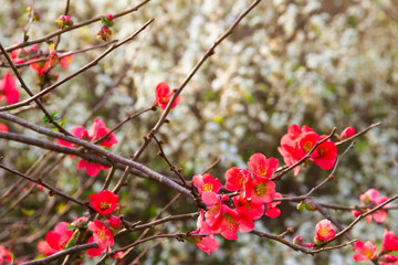 romantic background of red and white flowers out of focus