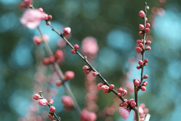 梅