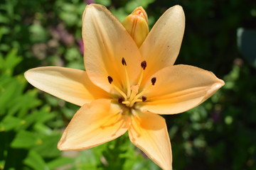 Smolinos - lilia w letnim ogrodzie