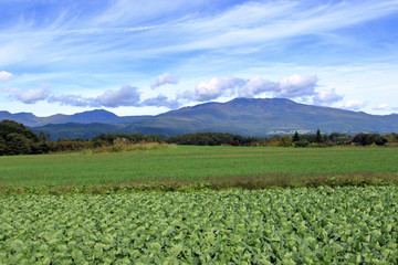 Fototapeta premium キャベツ畑
