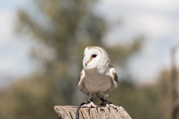 Barn owl on a post in a wildlife sanctuary. Brisbane, Queensland, Australia.