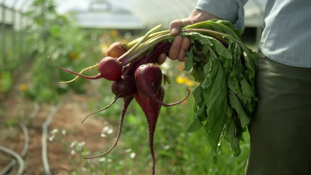 Waist shot of a male farmer on an organic farm, raising a bundle of colorful organic beets from behind his back towards the camera, into focus