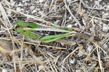 Cavalletta