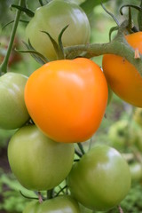 Pomidory dojrzałe na krzaku ekologiczne