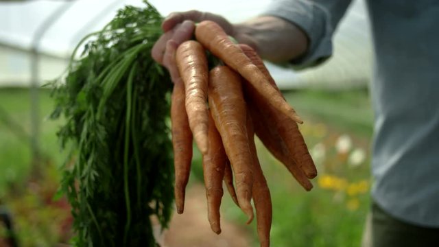 Close up shot of a male farmer on an organic farm, holding a bundle of carrots and raising them towards the camera, into focus
