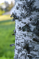 Birch Tree, Maine