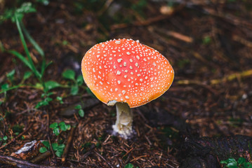 wild mushroom in the forest