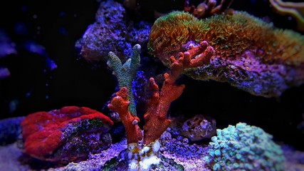 Montipora colorful SPS coral in Reef aquarium tank - obrazy, fototapety, plakaty