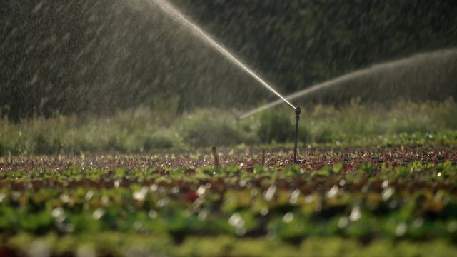Panning shot of the beautiful mixed organic lettuce fields being sprayed with water from the sprinklers