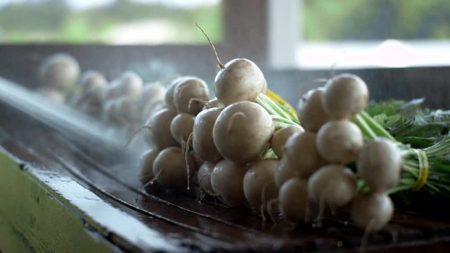 Close up shot of organic turnips being washed clean of dirt by a spray hose on an organic farm