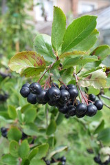 Dojrzałe owoce aronii czarnoowocowej