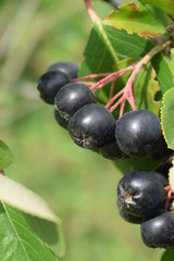 Dojrzałe owoce aronii czarnoowocowej