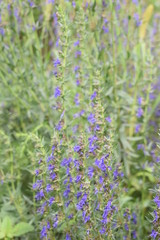 Kwitnący hyzop lekarski hyssop © Anna
