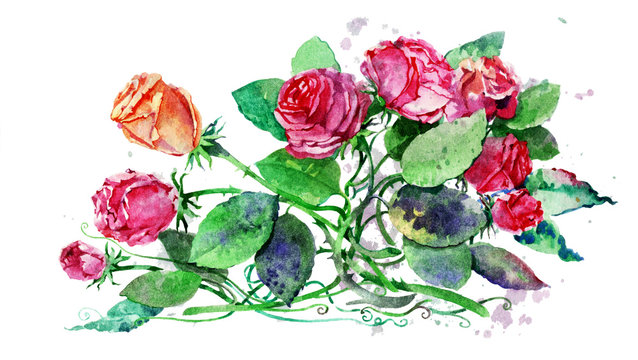 Roses on white background. Colorful handmade watercolors. Beautiful flowers. Wild roses painted in watercolor.