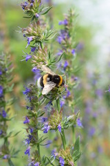 Kwitnący hyzop lekarski