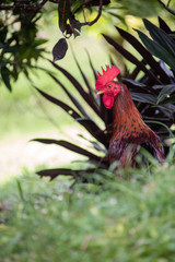 Coq créole dominant