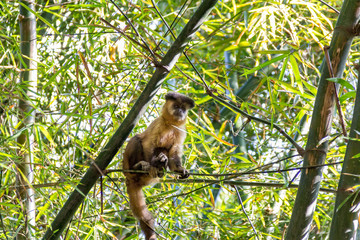 Monkey from Brazil