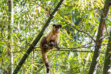 Monkey from Brazil