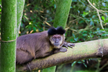 Monkey from Brazil