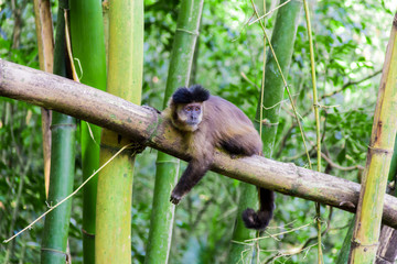 Monkey from Brazil