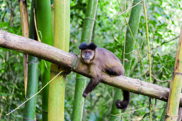Monkey from Brazil
