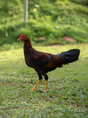 Coq la pose