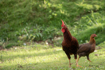 Coq qui s'assure de la sécurité