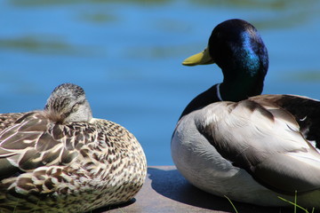 ducks on the lake