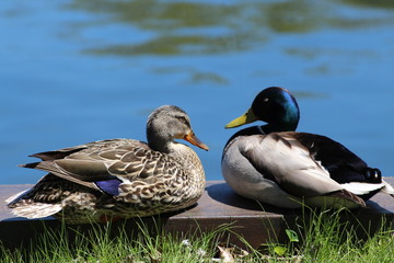 two ducks on the grass