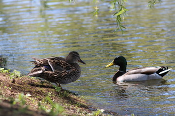 ducks in pond