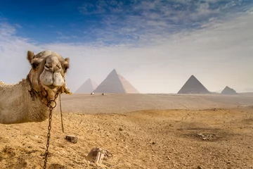 Rolgordijnen Camel photo bombs the great pyramids of Giza © Daniel Samray